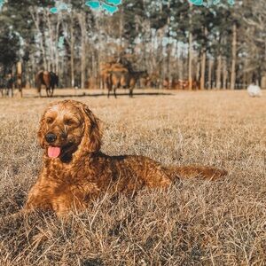 Meet your Posher, Gibsen